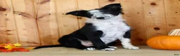 Mixed Breed dogs for sale: Boss - Ad 2
