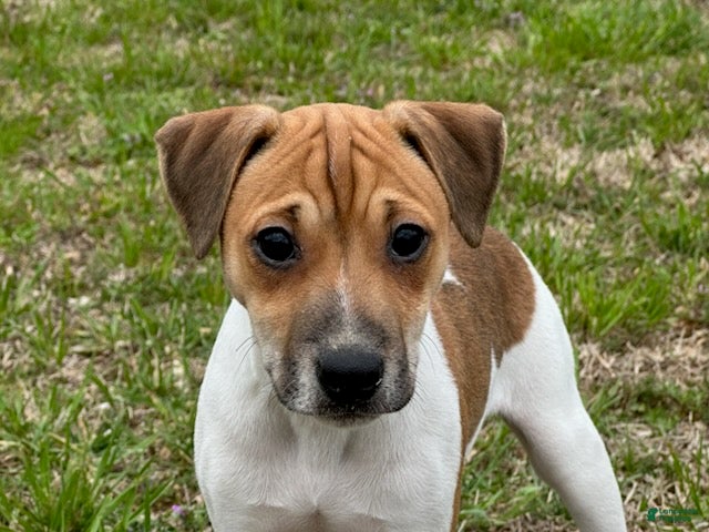 Jack Russell Terrier dogs Jack Russell Terrier Boy 1 - Ad 2