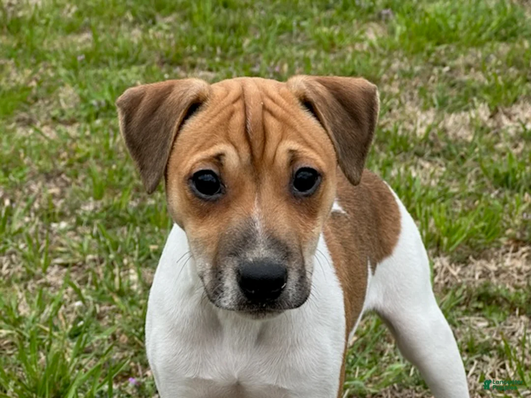 Jack Russell Terrier dogs for sale: Jack Russell Terrier Boy 1 - Ad 2