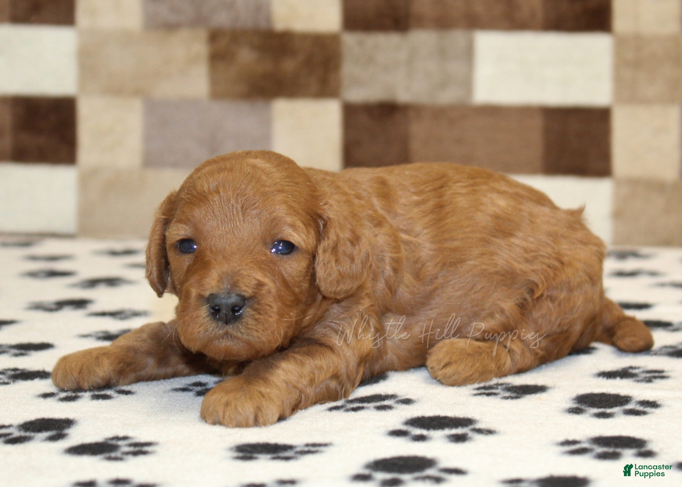 Cavapoo dogs Ollie - Ad 1