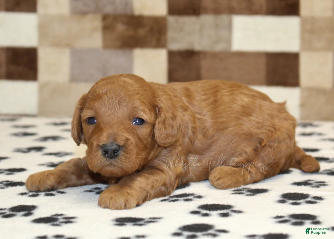Cavapoo dogs for sale: Ollie - Ad 1