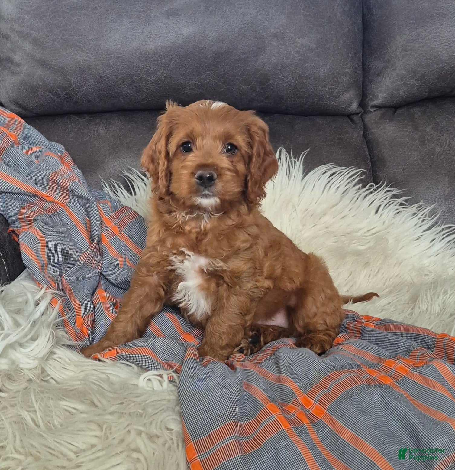 Cockapoo dogs Rusty - Ad 1