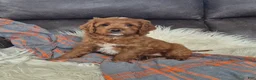 Cockapoo dogs for sale: Rusty - Ad 1