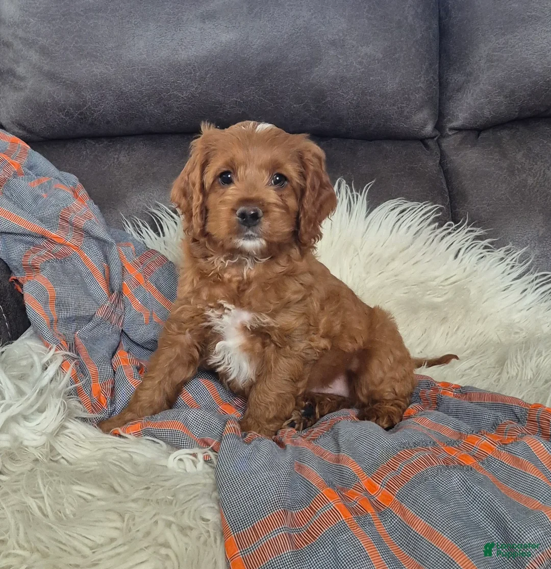 Cockapoo dogs for sale: Rusty - Ad 1