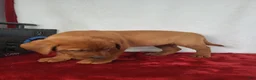 Labrador Retriever dogs for sale: Rani - Ad 10