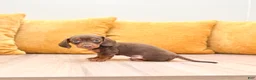 Miniature Dachshund dogs for sale: Oliver - Ad 3