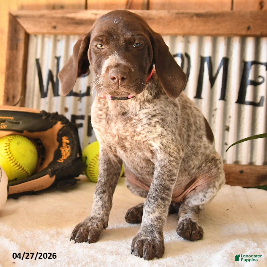 German Shorthaired Pointer dogs Babe - Ad 2