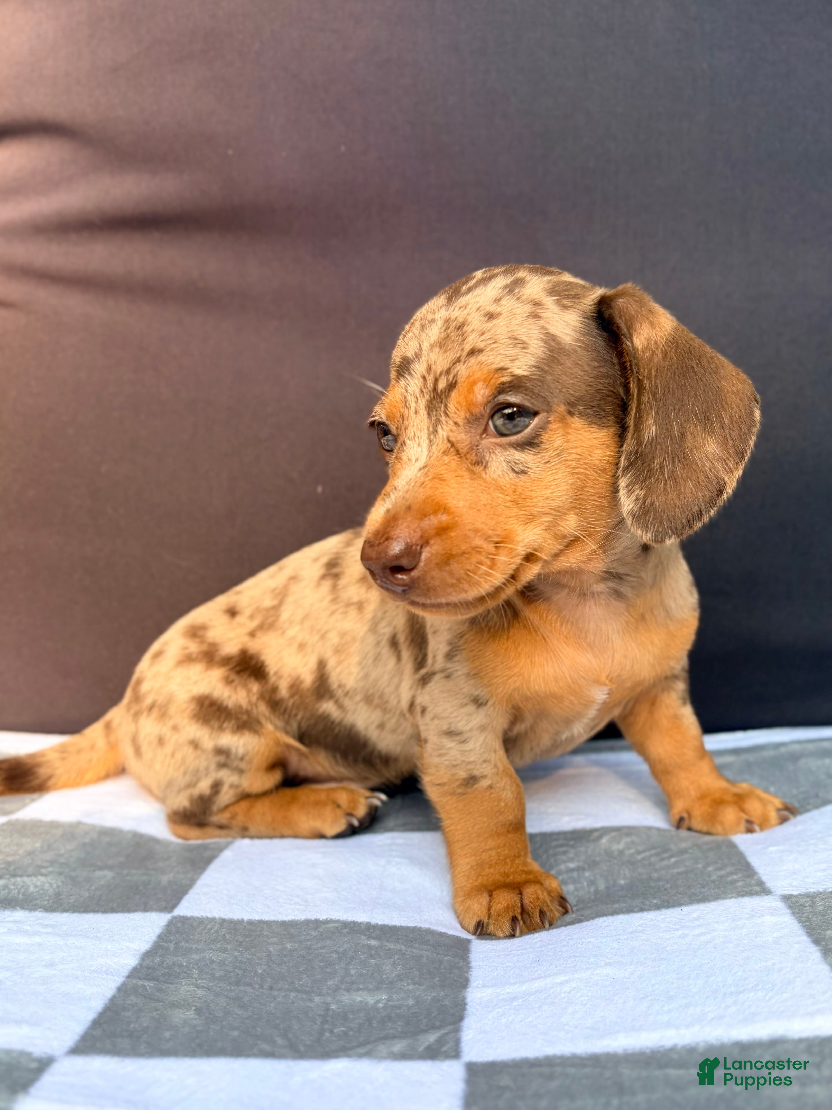 Miniature Dachshund dogs Miniature Dachshund 3- Cookie - Ad 2