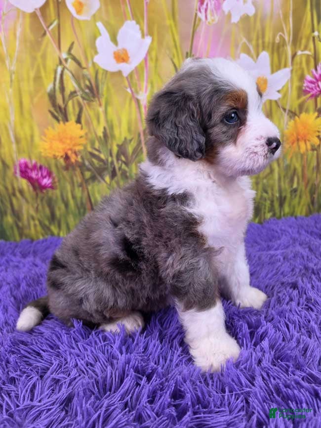 Mini Bernedoodle dogs Dew - Ad 2