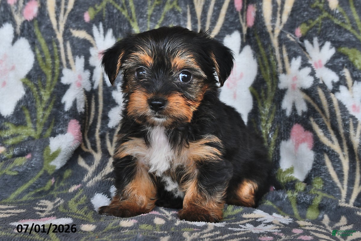 Mixed Breed dogs Ryanne - Ad 1