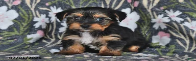 Ryanne