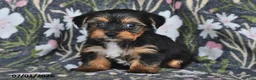 Mixed Breed dogs for sale: Ryanne - Ad 1