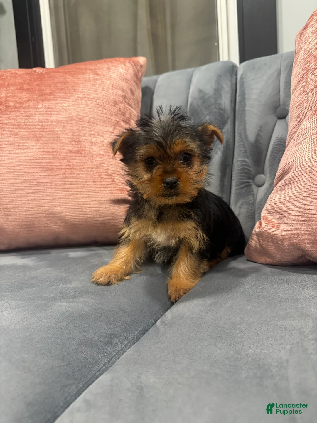 Yorkshire Terrier dogs for sale: Bacardi - Ad 2