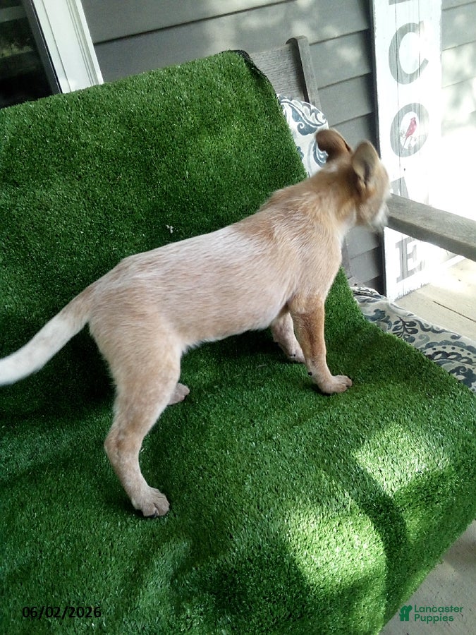 Australian Cattle Dog dogs Lucy - Ad 2