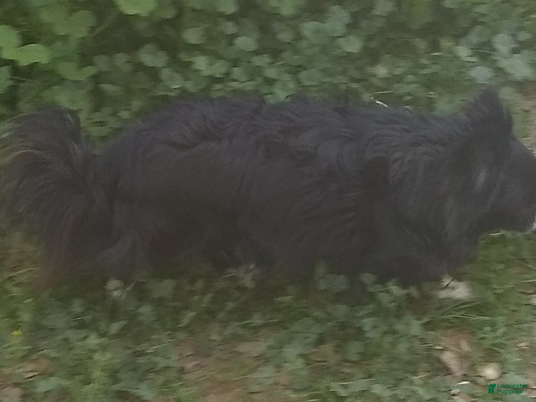 Chihuahua dogs for sale: Full AKC Adult  Russian Male  - Ad 4