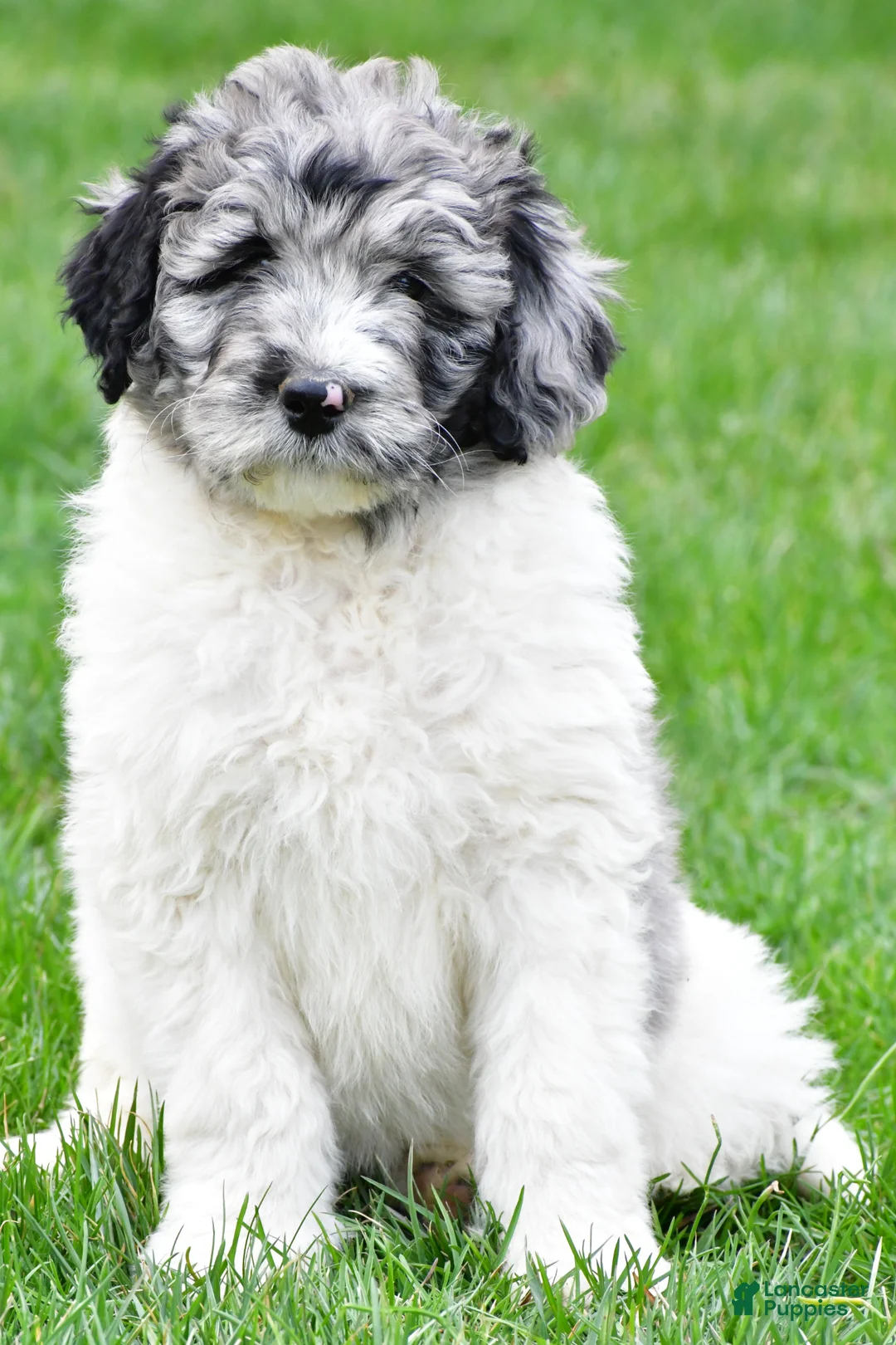 Newfypoo dogs for sale: Polly - Ad 1