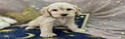 Cockapoo dogs for sale: Lieutenant Pete - Ad 12