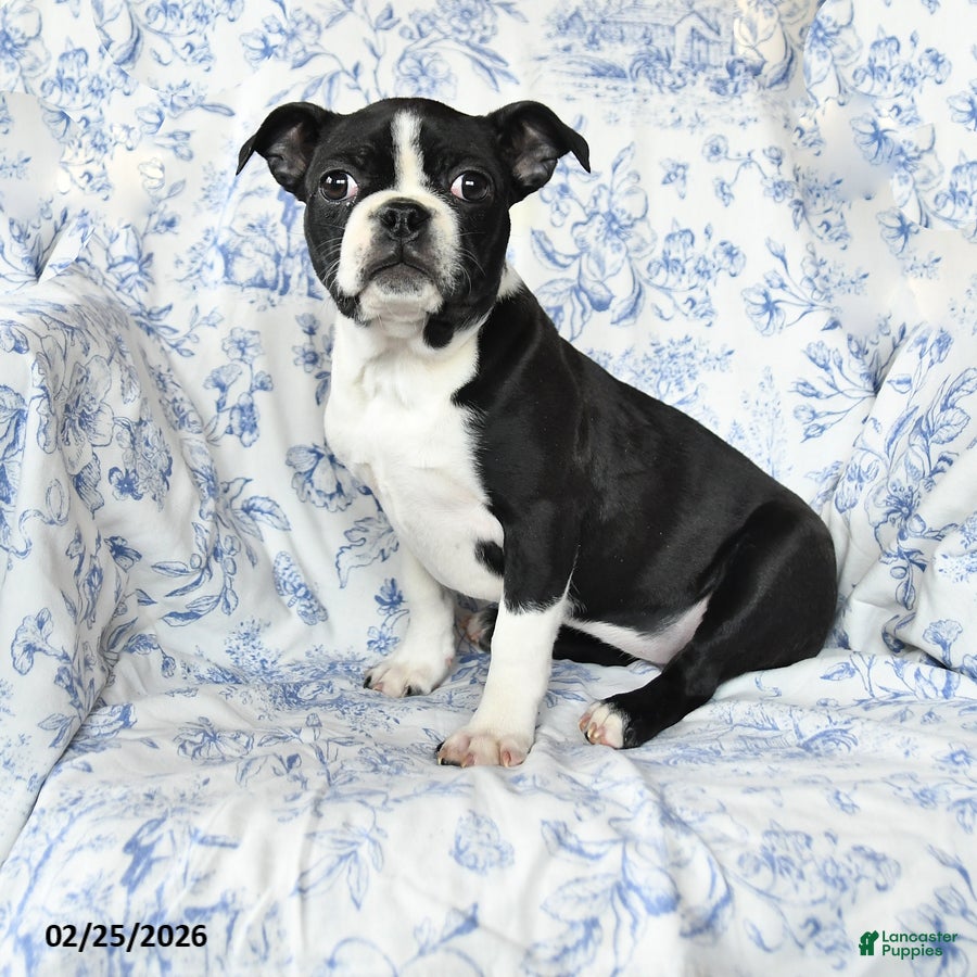 Boston Terrier dogs Christa - Ad 1