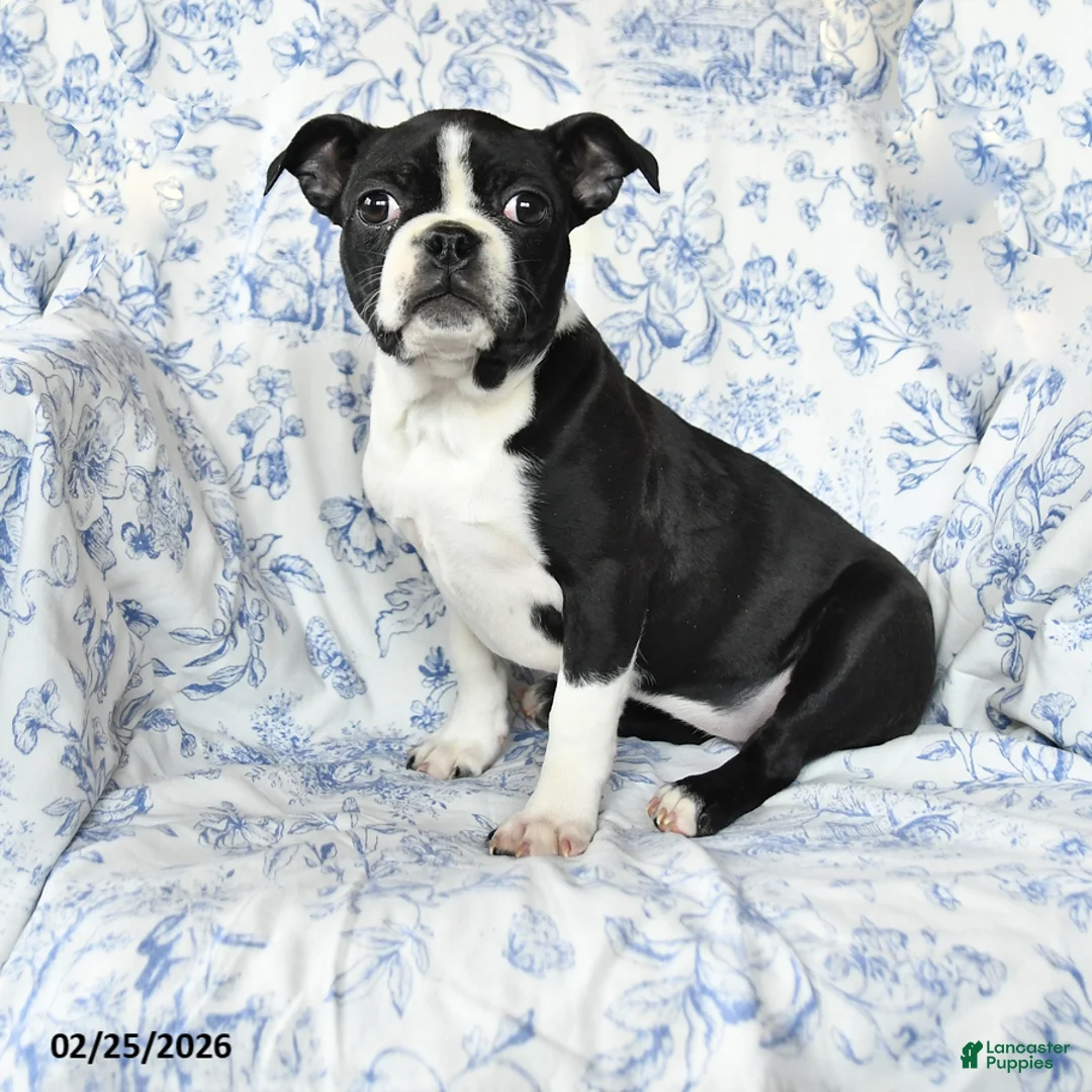 Boston Terrier dogs for sale: Christa - Ad 1