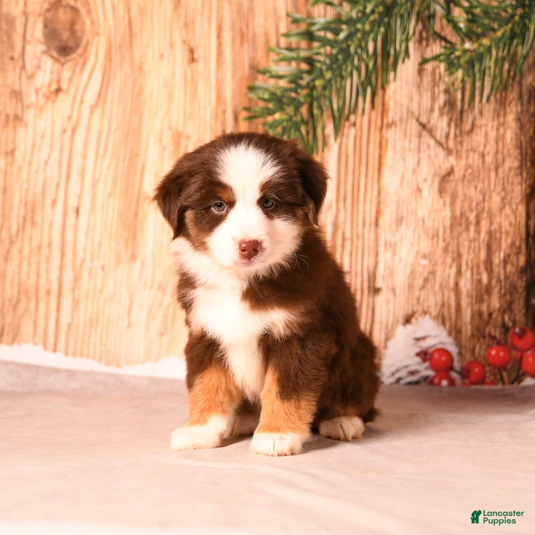 Miniature Australian Shepherd dogs for sale: Sugar Cookie - Ad 5