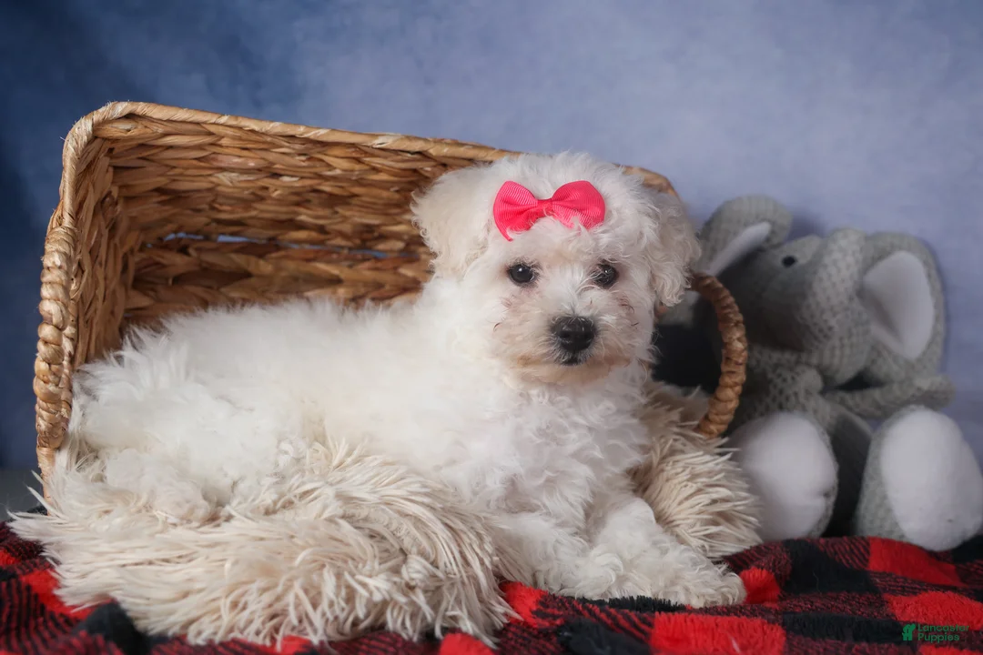 Bichon Frise dogs for sale: Dorria - Ad 12