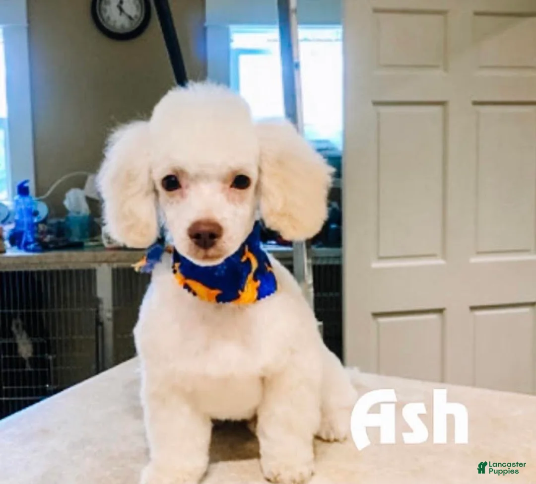Cavapoo dogs for sale: Moriah - Ad 3
