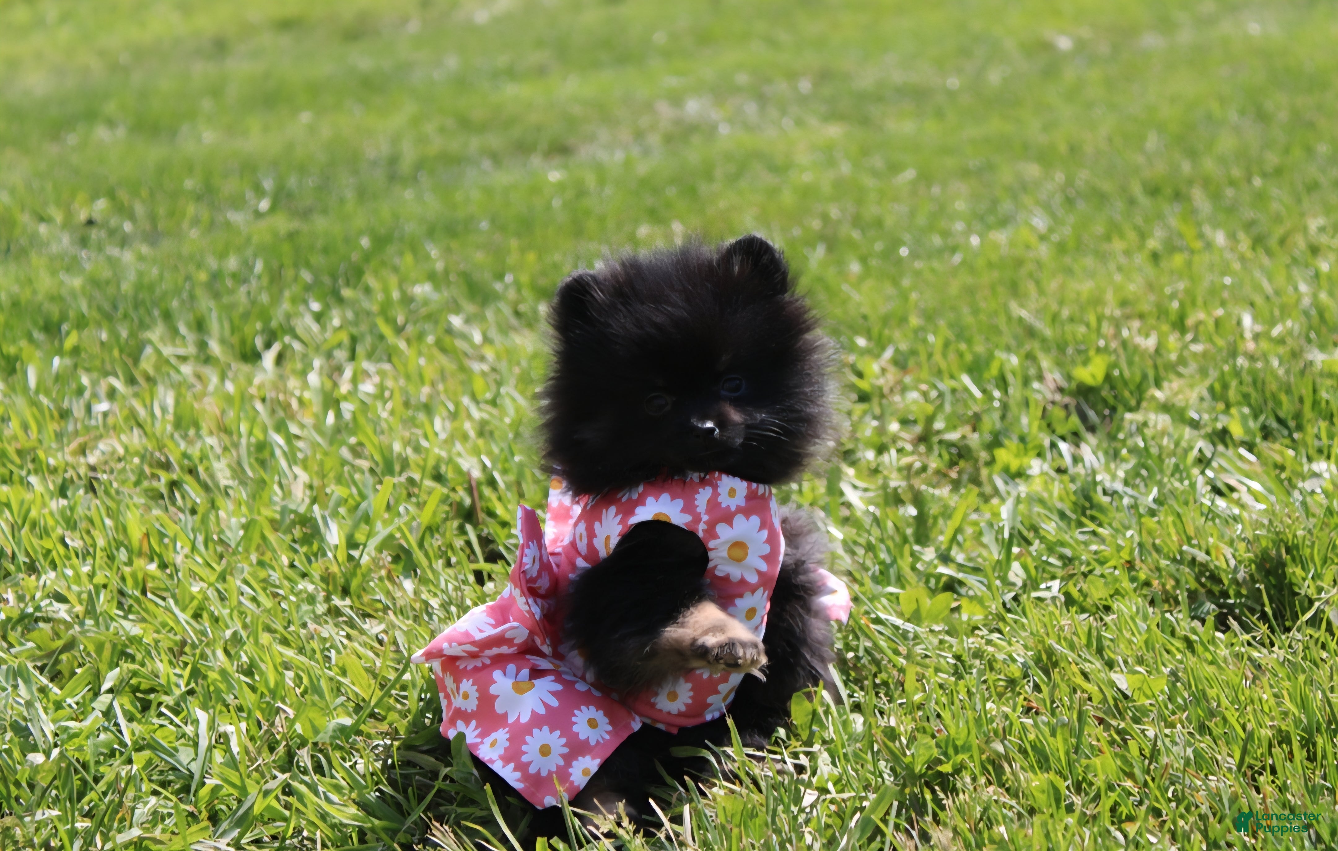 Pomeranian dogs Connie  - Ad 2
