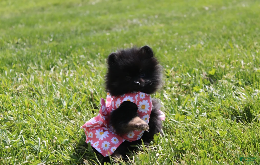 Pomeranian dogs for sale: Connie  - Ad 2