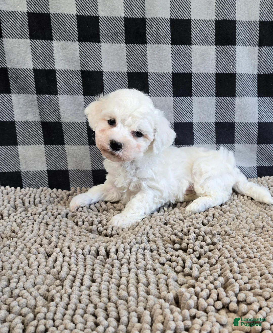Bichon Frise dogs for sale: Benji - Ad 2