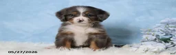Mini Bernedoodle dogs for sale: Zonya - Ad 1