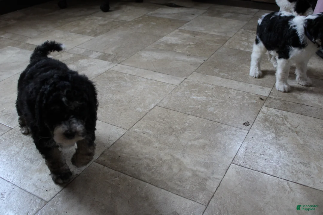 Bernedoodle dogs for sale: Pansy - Ad 13