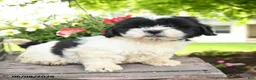 Teddy Bear dogs for sale: Eleanor - Ad 3