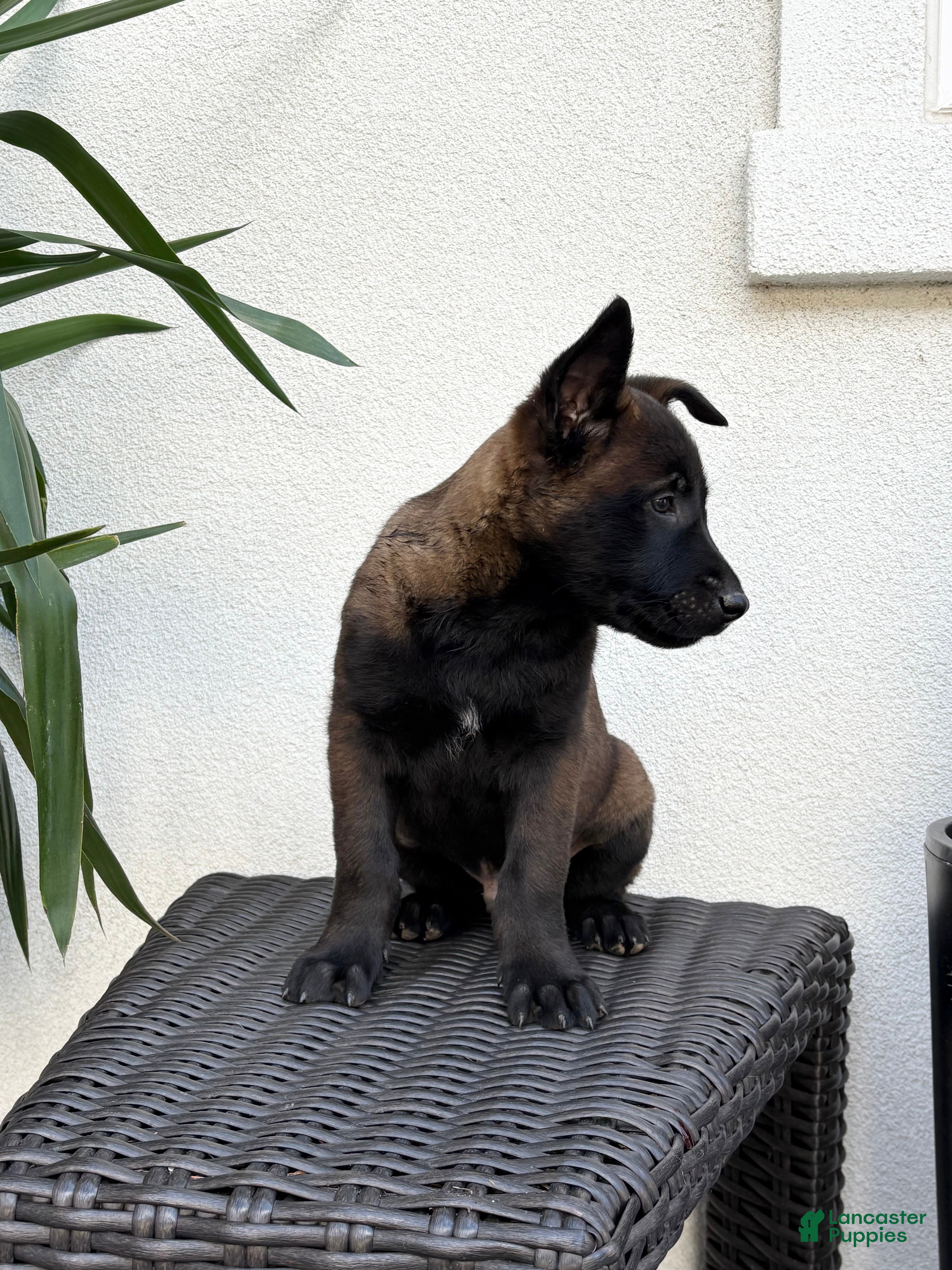 Belgian Malinois dogs Belgian Malinois Puppy (Mars) - Ad 2