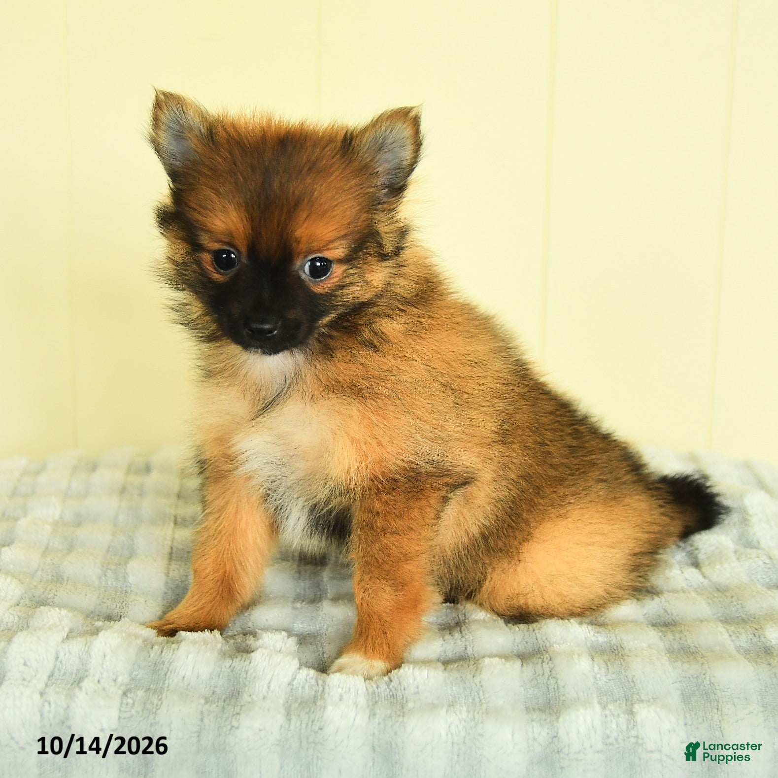 Pomeranian dogs Tori - Ad 1