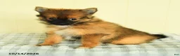 Pomeranian dogs for sale: Tori - Ad 1