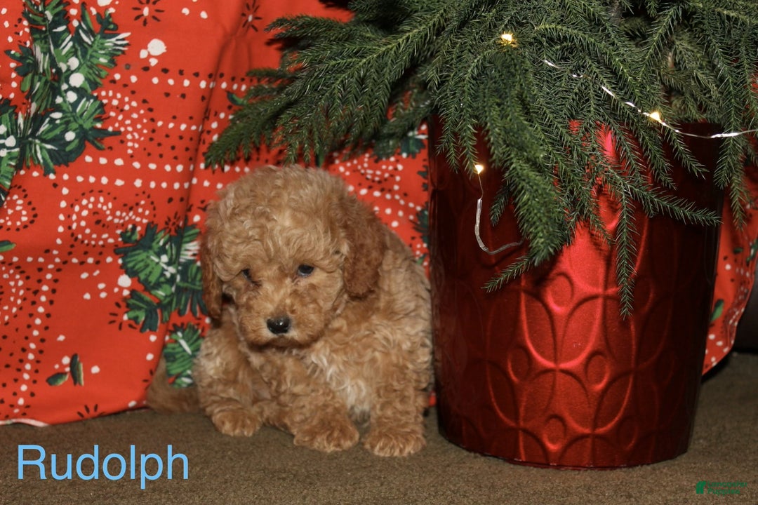 Mini Goldendoodle dogs for sale: Rudolph - Ad 2