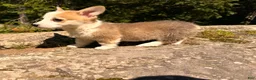 Welsh Corgi Pembroke dogs for sale: Floyd - Ad 11