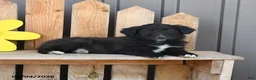 Mixed Breed dogs for sale: Gladys - Ad 2