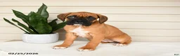 Boxer dogs for sale: Jade - Ad 3