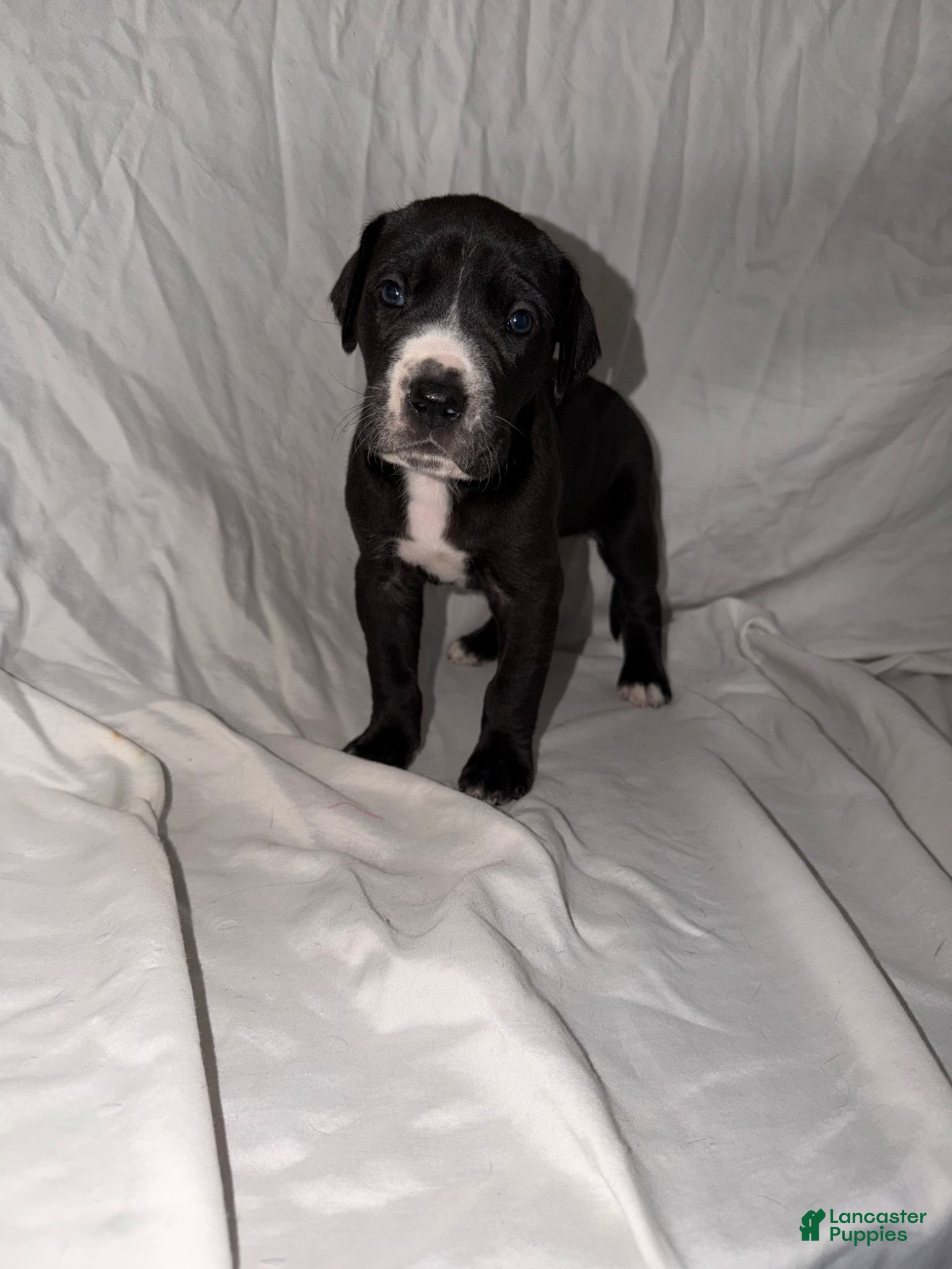 Great Dane dogs for sale: Great Dane Puppy 2 - Ad 2