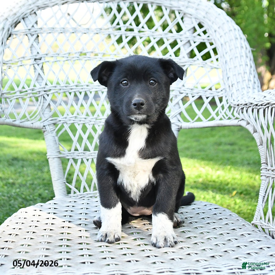Mixed Breed dogs for sale: Molly - Ad 1