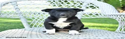 Mixed Breed dogs for sale: Molly - Ad 1