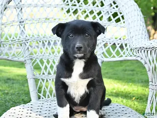 Mixed Breed dogs for sale: Molly - Ad 1