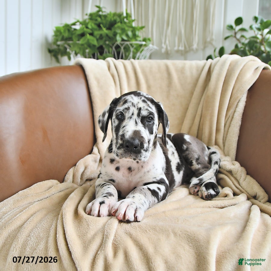 Great Dane dogs Beau - Ad 1