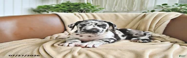 Beau