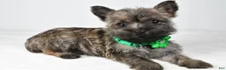 Cairn Terrier dogs for sale: Charlotte - Ad 6