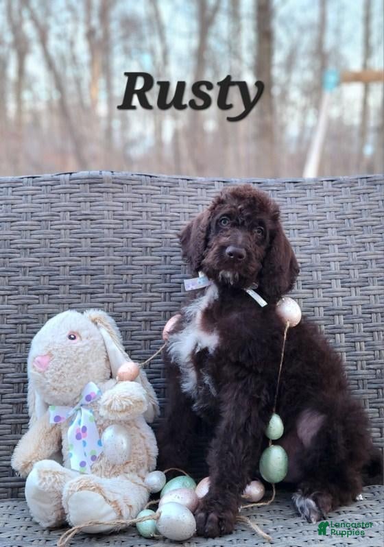 Labradoodle dogs Rusty - Ad 32