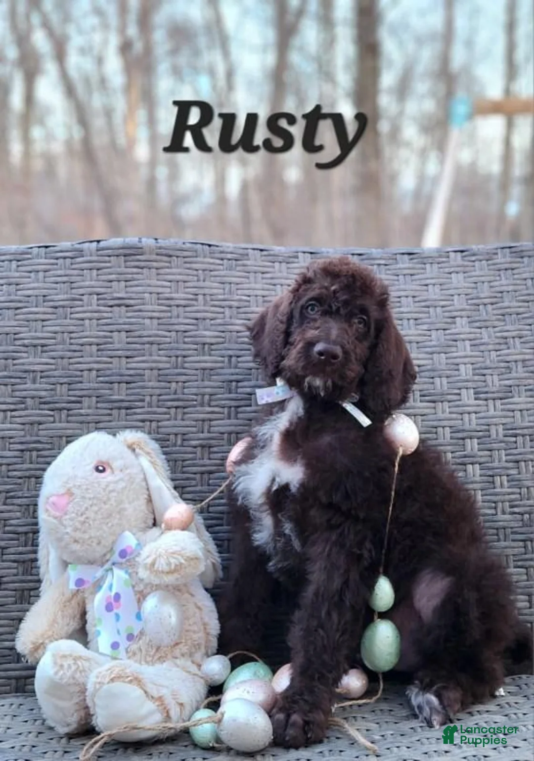 Labradoodle dogs for sale: Rusty - Ad 1