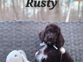 Labradoodle dogs Rusty - Ad 38