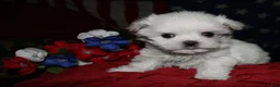 Maltese dogs for sale: Bruiser - Ad 6